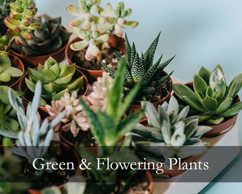 Green and Flowering Plants