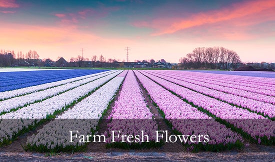 Farm Direct Flowers
