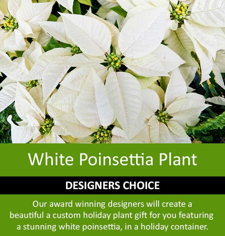 White Poinsettia Plant, Designers Choice Arrangement
