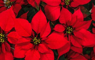 Red Poinsettia