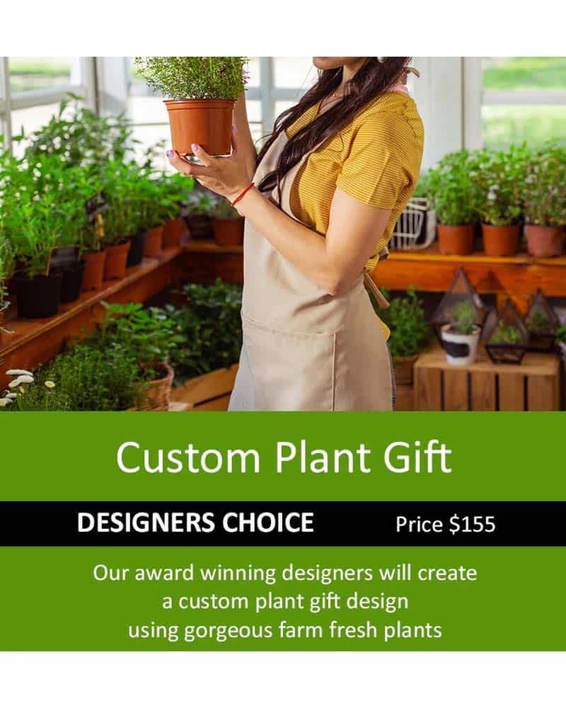 Plant Gifts