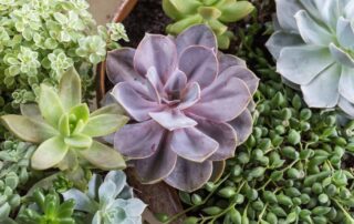 Flowers of Kingwood Custom Designed Plant Gifts and Succulents Same-Day Delivery Service