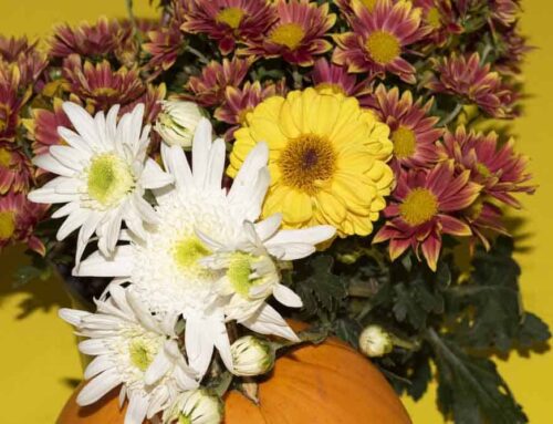 Huffman Texas Flower Delivery for Thanksgiving and all Occasions is Offered at Flowers of Kingwood