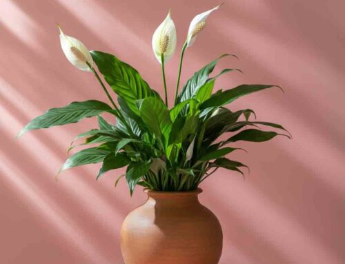 Mother’s Day Silk Wreaths Available for Local Delivery 25% Off