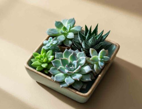 Father’s Day Plants and Flowers are the Gift That Speaks from the Heart